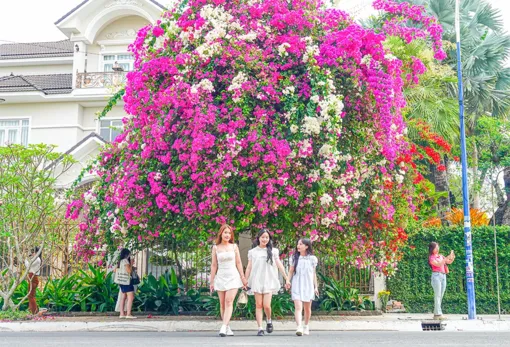 Giàn bông giấy ở Cồn Khương “đón” hàng trăm du khách mỗi ngày