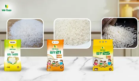 So sánh gạo Đài Thơm 8, ST21 và ST25: Loại nào phù hợp cho gia đình bạn?