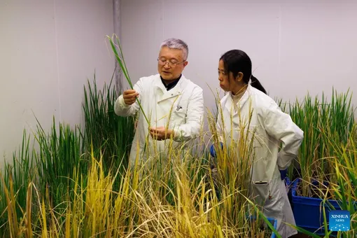 Thử nghiệm biến lúa thành cây trồng lâu năm