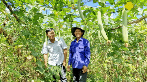 កសិ​ករ​ខ្មែរ​អនុ​វត្ត​វិទ្យា​សាស្ត្រ​បច្ចេក​ទេស​ក្នុង​ការ​ផលិត