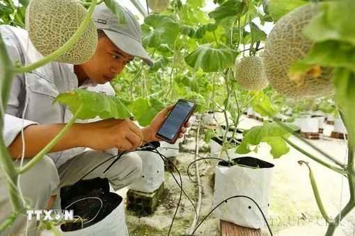 Vai trò của Nhà nước và các bên trong phát triển nông nghiệp công nghệ cao