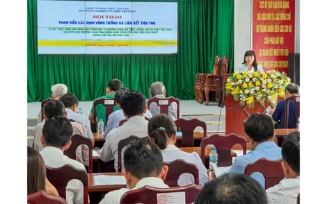 Thúc đẩy phát triển vùng lúa chất lượng cao và phát thải thấp