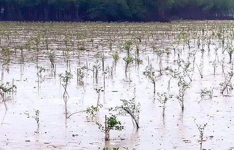 Hướng tới nền kinh tế xanh toàn diện và có khả năng chống chịu với biến đổi khí hậu ở ĐBSCL