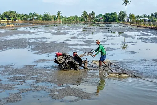 Cần Thơ có kế hoạch xuống giống vụ lúa hè thu 2026 hơn 272.00ha