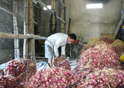 តម្លៃ​ខ្ទឹម​ក្រ​ហម​មិន​លំ​នឹង កសិ​ករ​ព្រួយ​បា​រម្ភ​គ្មាន​ប្រាក់​ចំ​ណេញ