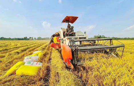 Ngành lúa gạo đối mặt với khó khăn “kép”
