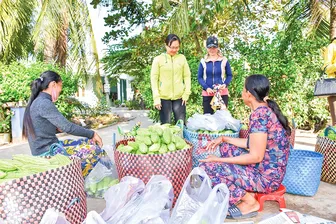 Phụ nữ Khmer chủ động trồng màu luân canh an toàn