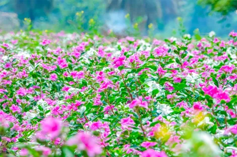 “Hoa nhân ái” rực rỡ ở Thốt Nốt