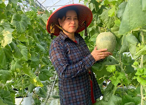 Tăng thu nhập từ trồng dưa lưới trong nhà kính