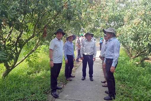 Quan tâm hỗ trợ cồn Mỹ Phước phát triển du lịch miệt vườn