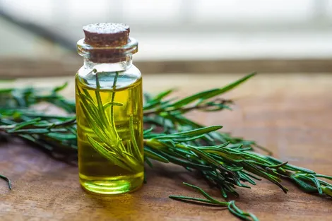 Hương thảo giúp giảm nguy cơ mất trí nhớ và bệnh Alzheimer