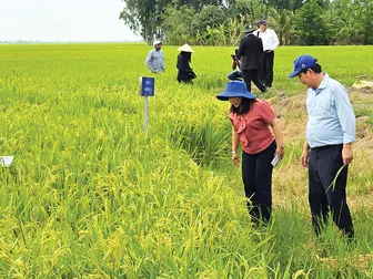 Cần Thơ nhân rộng mô hình trồng lúa chất lượng cao, phát thải thấp Cần Thơ nhân rộng mô hình trồng lúa chất lượng cao, phát thải thấp
