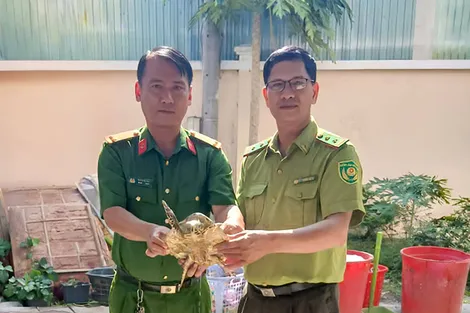Bàn giao một cá thể Vích quý hiếm cho Kiểm lâm