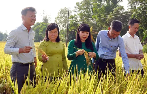 Mô hình thực hành “bón phân đúng” giúp nâng cao lợi nhuận cho nông dân và giảm phát thải khí nhà kính