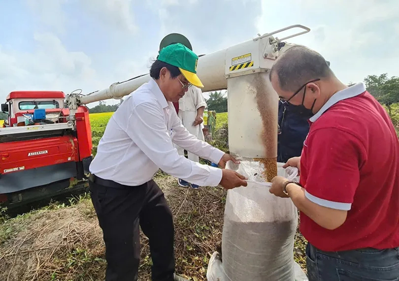 60-70% diện tích thực hiện Đề án một triệu héc-ta lúa có liên kết sản xuất - tiêu thụ với doanh nghiệp