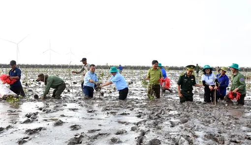 Cần Thơ phát động trồng rừng ngập mặn khắc phục hậu quả thiên tai