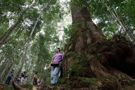 Rừng pơmu tại xã Hùng Sơn - "di sản sống" phía Tây thành phố Đà Nẵng