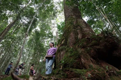 Rừng pơmu tại xã Hùng Sơn - "di sản sống" phía Tây thành phố Đà Nẵng
