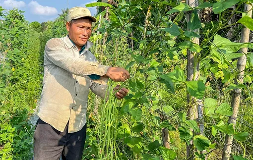 Mô hình chuyên canh màu trên đất lúa mở hướng sản xuất hiệu quả