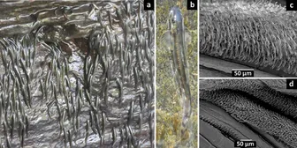 Kinh ngạc loài cá tí hon leo ngược thác nước cao 15 mét