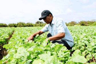 គំរូ​ប្រ​ធាន​ក្រុម​សហ​ការ​ផលិត ជួយ​កសិ​ករ​ពង្រីក​សេដ្ឋ​កិច្ច