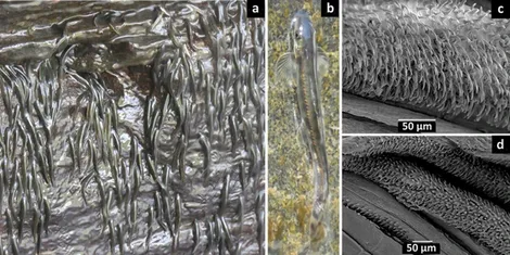 Kinh ngạc loài cá tí hon leo ngược thác nước cao 15 mét