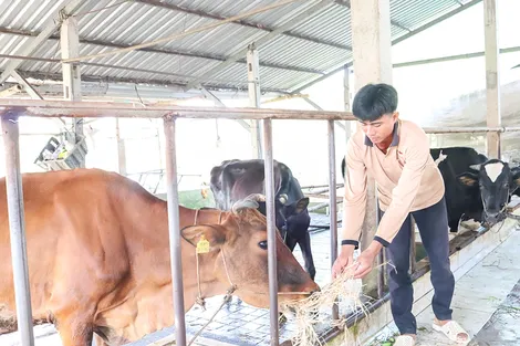 Nuôi bò sữa - sinh kế bền vững của hộ Khmer