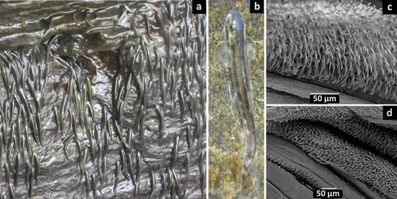 Kinh ngạc loài cá tí hon leo ngược thác nước cao 15 mét