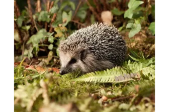 Đức kêu gọi cấm dùng máy cắt cỏ ban đêm để bảo vệ nhím