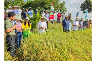 Sáng kiến Forward Farming góp phần thực hiện Đề án 1 triệu héc-ta lúa chuyên canh chất lượng cao