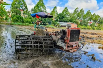 Linh hoạt xuống giống lúa hè thu để đảm bảo nguồn nước, kiểm soát xâm nhập mặn