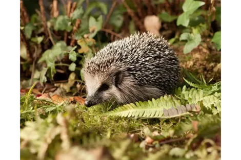 Đức kêu gọi cấm dùng máy cắt cỏ ban đêm để bảo vệ nhím