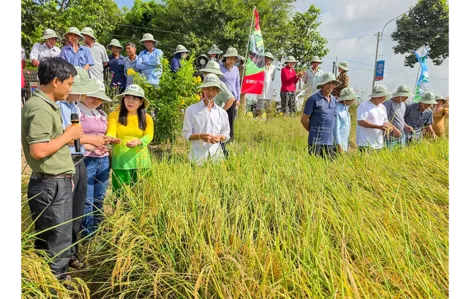 Sáng kiến Forward Farming góp phần thực hiện Đề án 1 triệu héc-ta lúa chuyên canh chất lượng cao