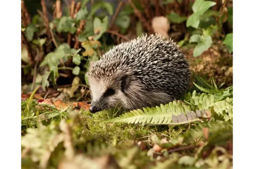 Đức kêu gọi cấm dùng máy cắt cỏ ban đêm để bảo vệ nhím