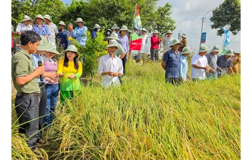 Sáng kiến Forward Farming góp phần thực hiện Đề án 1 triệu héc-ta lúa chuyên canh chất lượng cao