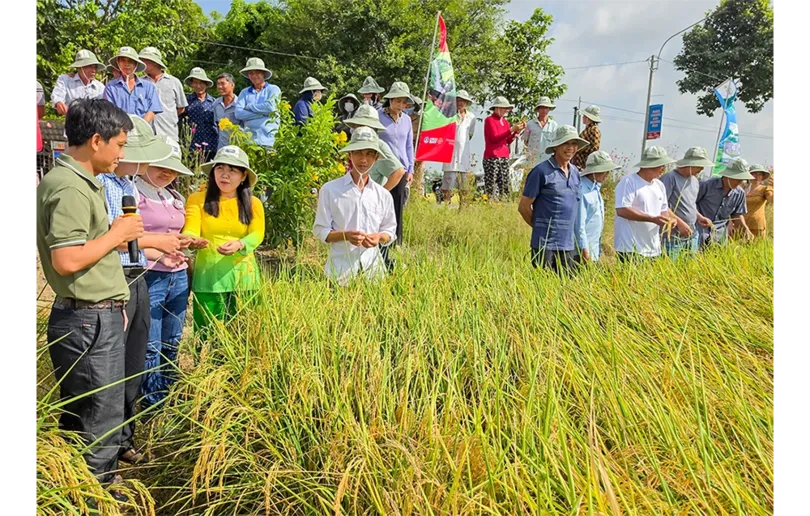 Sáng kiến Forward Farming góp phần thực hiện Đề án 1 triệu héc-ta lúa chuyên canh chất lượng cao