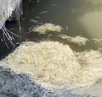 Công an xã Đại Hải xác định được đối tượng đổ số lượng lớn lông gà ra sông gây ô nhiễm môi trường