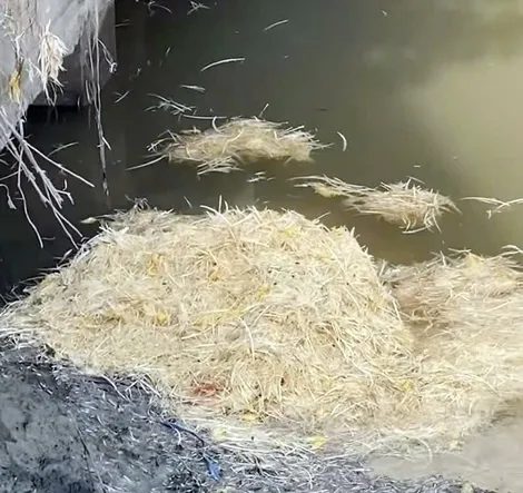 Công an xã Đại Hải xác định được đối tượng đổ số lượng lớn lông gà ra sông gây ô nhiễm môi trường