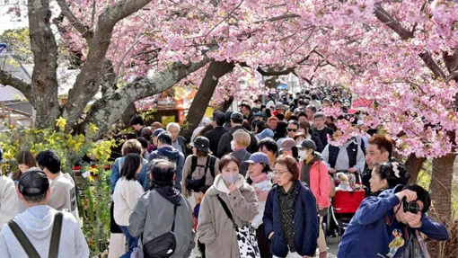 Nhật tăng gấp 3 lần thuế du lịch để ngăn quá tải du khách