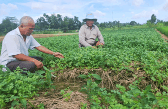 ប្រ​សិទ្ធ​ភាព​ពី​ការ​ដាំ​ដំ​ណាំ​រួម​ផ្សំ​លើ​ដី​ស្រែ