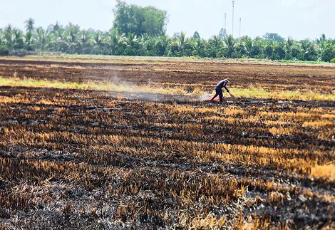 Vẫn còn tình trạng đốt rơm trên đồng gây ô nhiễm, lãng phí