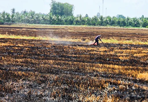 Vẫn còn tình trạng đốt rơm trên đồng gây ô nhiễm, lãng phí