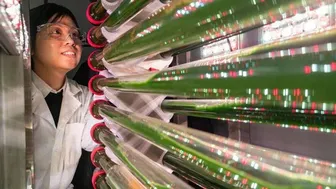 Tảo biến đổi gien có thể loại bỏ và tái chế vi nhựa trong nước