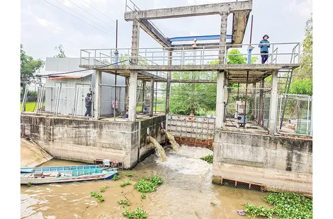Tiết giảm chi phí để vụ lúa hè thu đạt hiệu quả