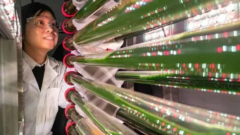 Tảo biến đổi gien có thể loại bỏ và tái chế vi nhựa trong nước