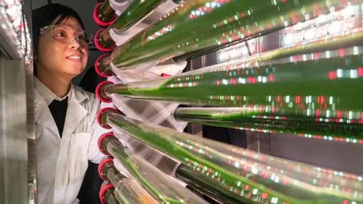 Tảo biến đổi gien có thể loại bỏ và tái chế vi nhựa trong nước