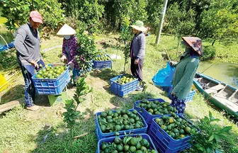 Cam sành tăng giá