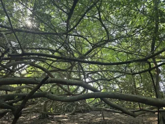 Kỳ thú thiên nhiên giữa miệt vườn Cần Thơ