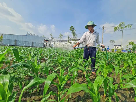 Độ mặn lên cao sớm hơn 2 ngày so với kỳ triều cường đầu tháng 3 âm lịch