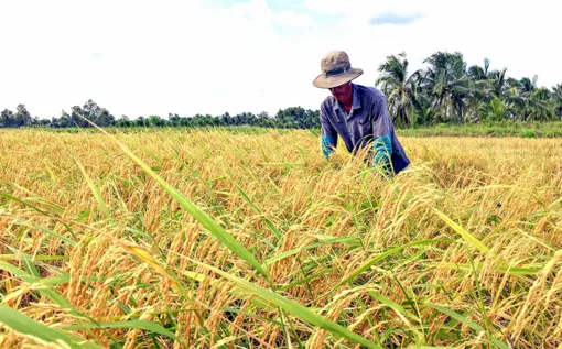 Cà Mau: Mời gọi tham gia Cuộc thi Gạo ngon ĐBSCL lần thứ I